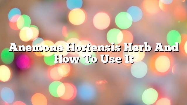 Anemone hortensis herb and how to use it