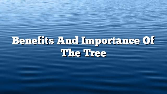 Benefits and importance of the tree