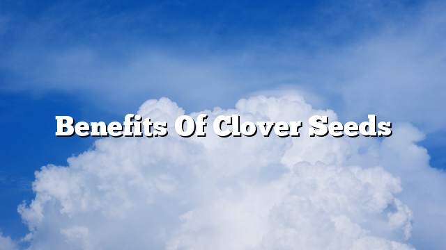 Benefits of clover seeds