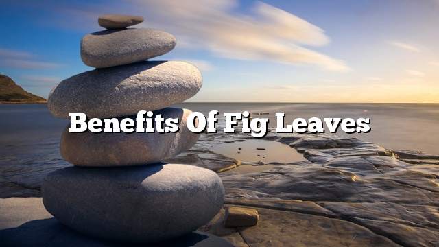 Benefits of fig leaves