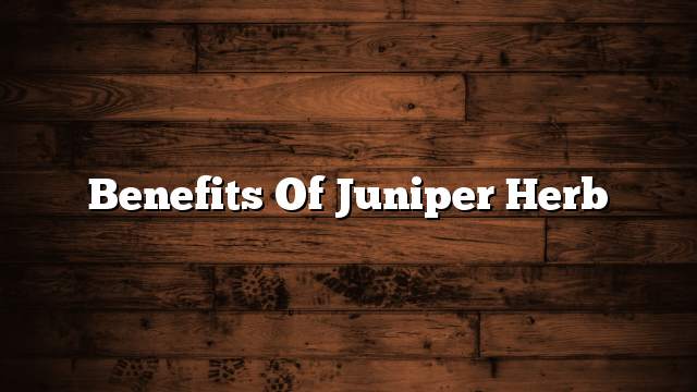 Benefits of Juniper Herb