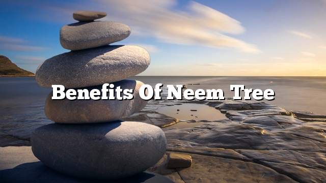 Benefits of Neem Tree