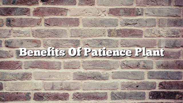 Benefits of patience plant