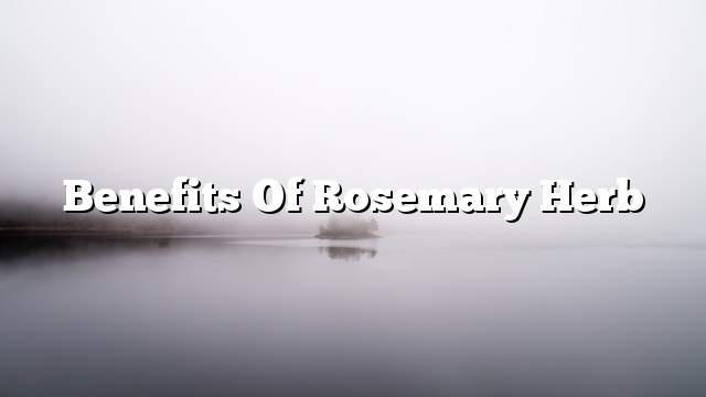 Benefits of rosemary herb