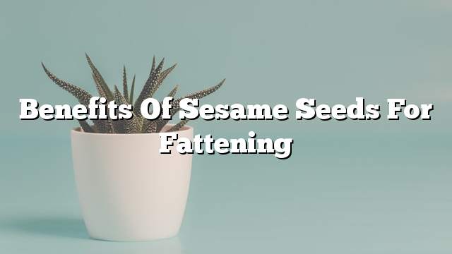 Benefits of sesame seeds for fattening