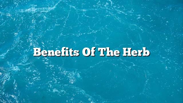 Benefits of the herb