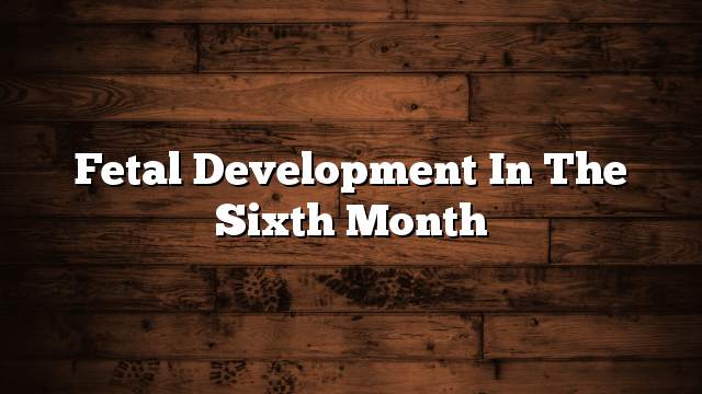 Fetal development in the sixth month