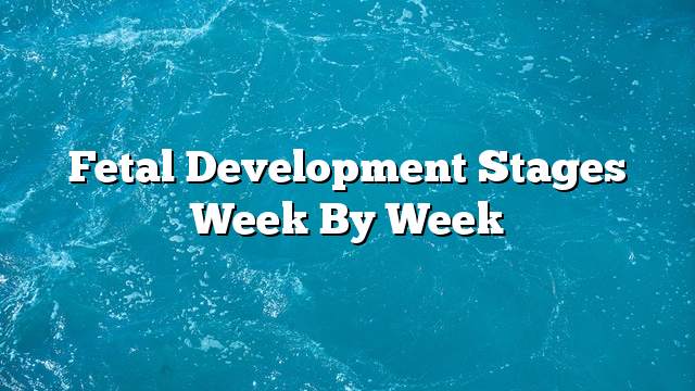 Fetal development stages week by week