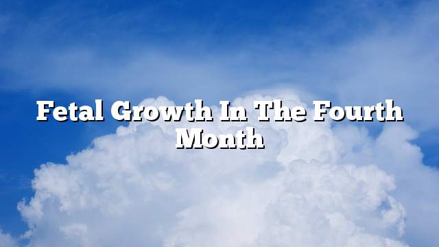 Fetal growth in the fourth month