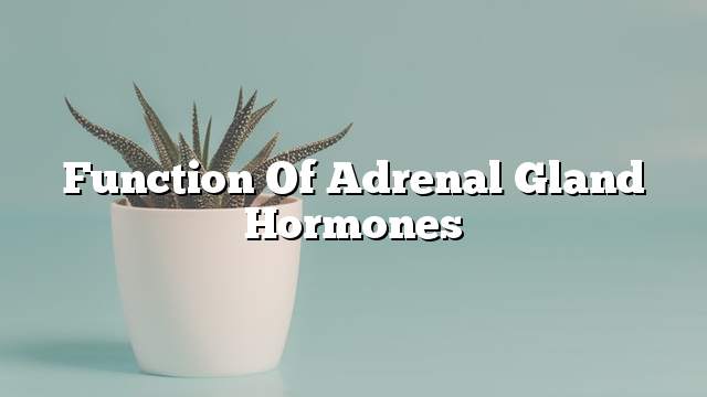 Function of adrenal gland hormones