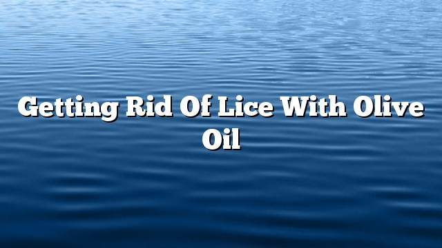 Getting rid of lice with olive oil