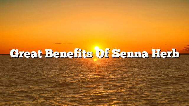 Great benefits of Senna herb