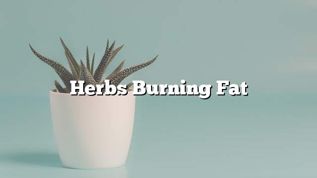 Herbs burning fat