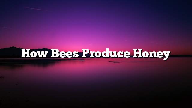 How bees produce honey