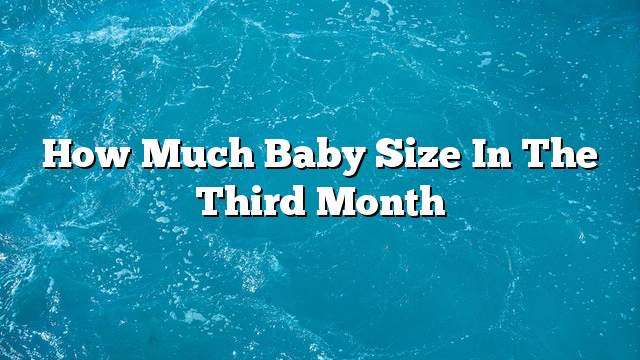 How much baby size in the third month