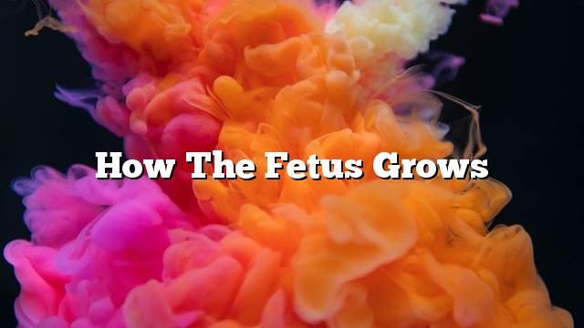 How the fetus grows