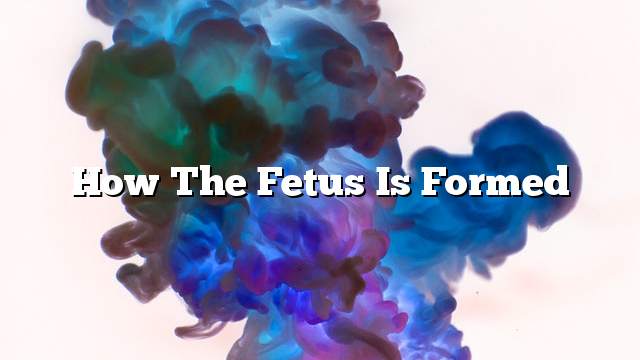 How the fetus is formed