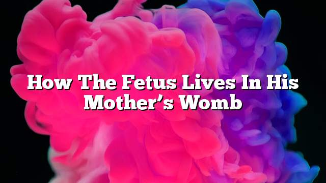 How the fetus lives in his mother’s womb