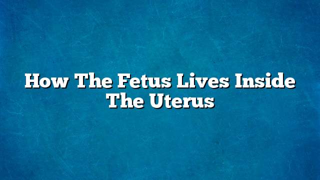 How the fetus lives inside the uterus