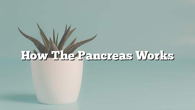 How the pancreas works