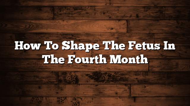 How to shape the fetus in the fourth month