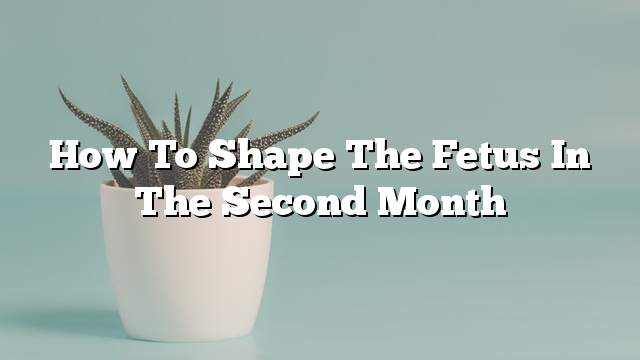 How to shape the fetus in the second month