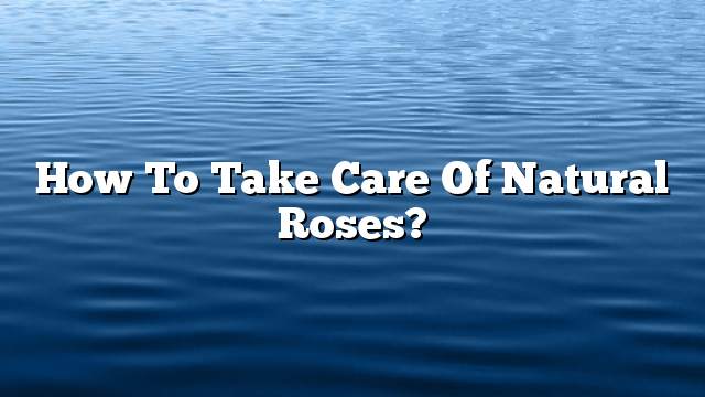 How to take care of natural roses?