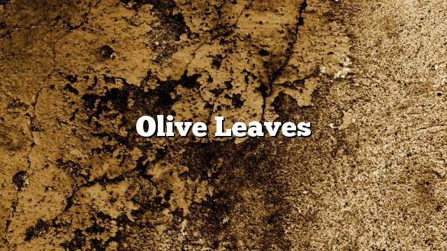 Olive leaves