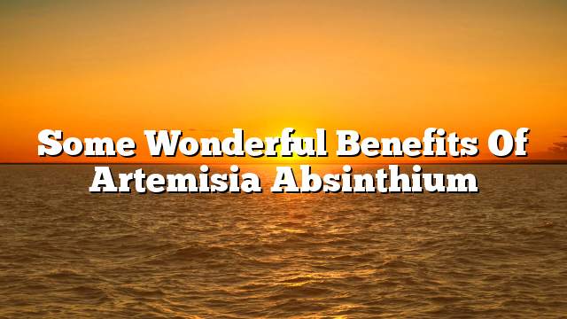 Some wonderful benefits of Artemisia absinthium