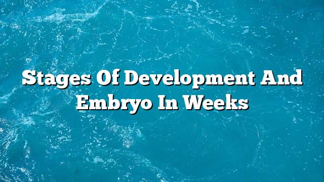 Stages of development and embryo in weeks