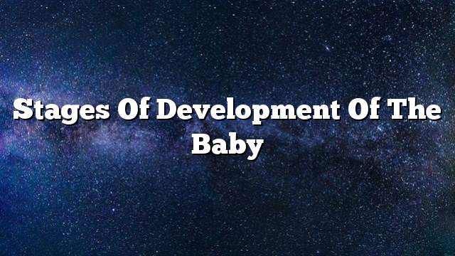 Stages of development of the baby