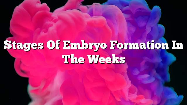 Stages of embryo formation in the weeks