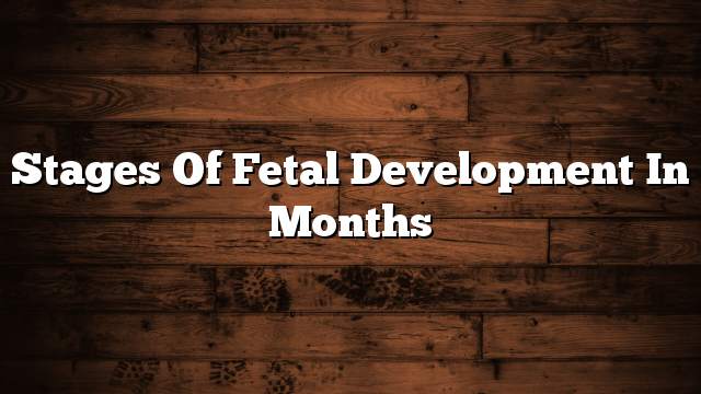 Stages of fetal development in months