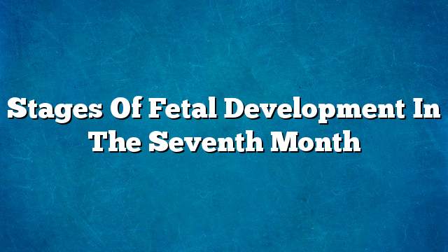 Stages of fetal development in the seventh month