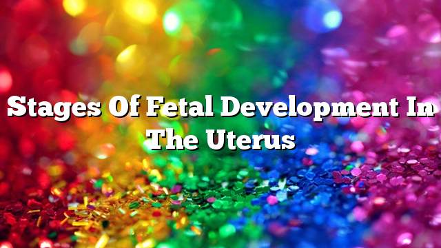 Stages of fetal development in the uterus