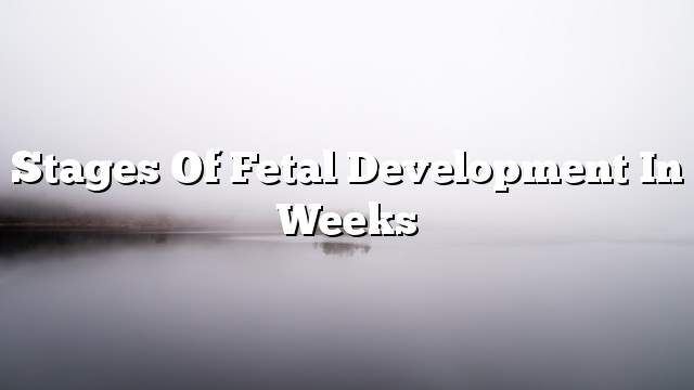 Stages of fetal development in weeks