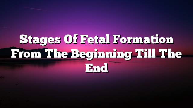 Stages of fetal formation from the beginning till the end