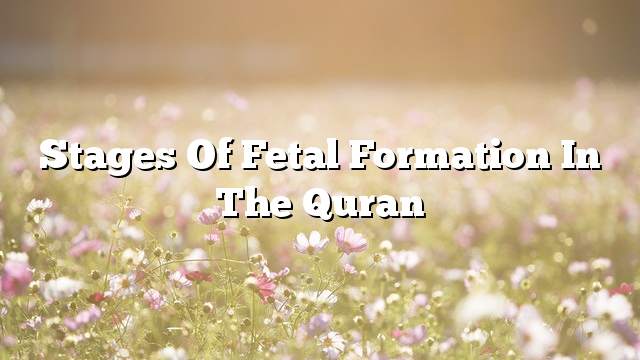 Stages of fetal formation in the Quran