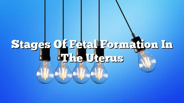 Stages of fetal formation in the uterus