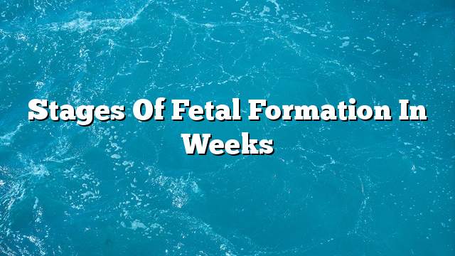 Stages of fetal formation in weeks