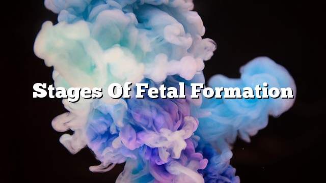 Stages of fetal formation