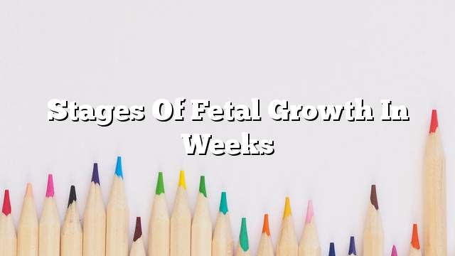 Stages of fetal growth in weeks