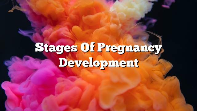 Stages of pregnancy development