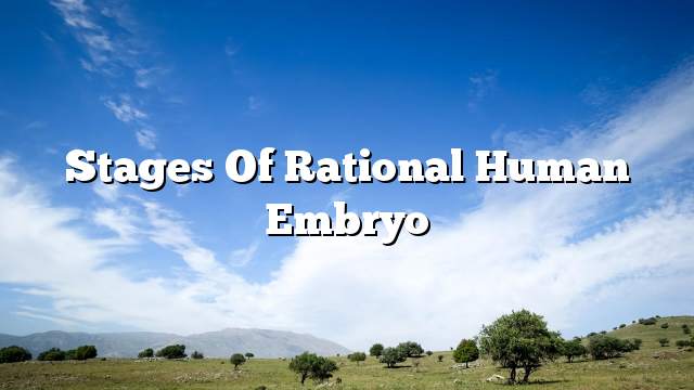 Stages of rational human embryo
