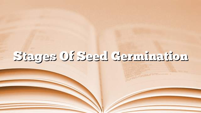 Stages of seed germination