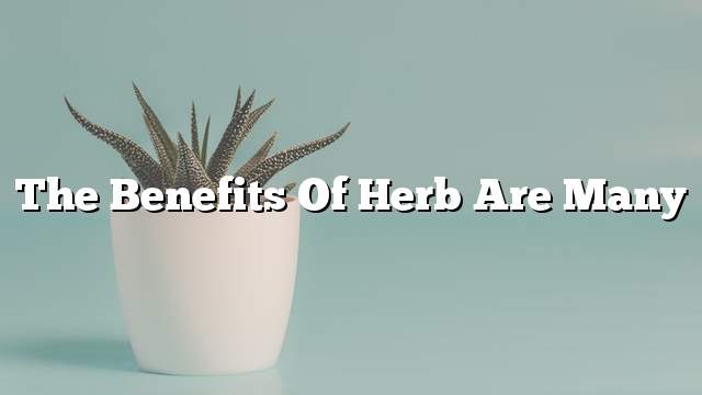 The benefits of herb are many