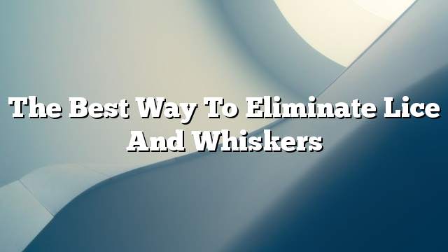 The best way to eliminate lice and whiskers