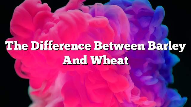 The difference between barley and wheat