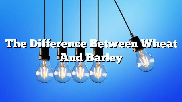 The difference between wheat and barley
