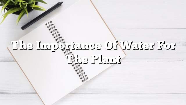 The importance of water for the plant